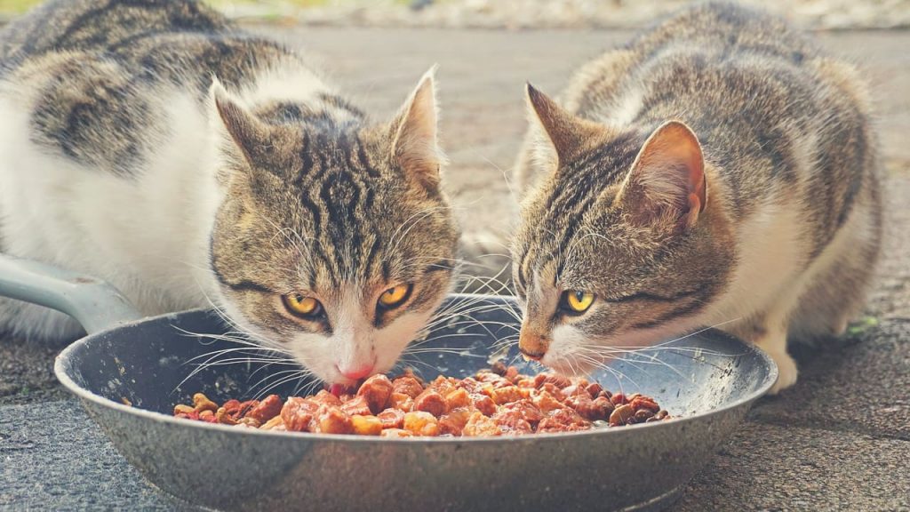 مزایا-معایب-غذای-خشک-گربه