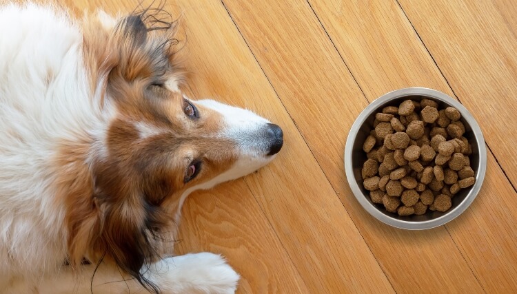 علت غذا نخوردن سگ