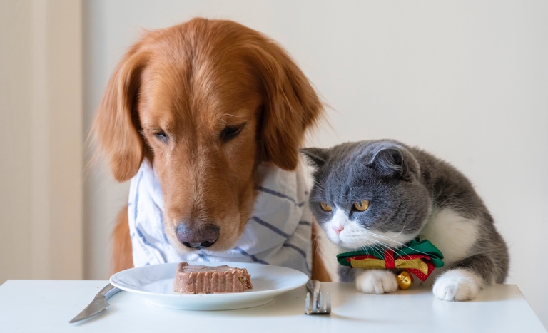 غذای گربه به سگ