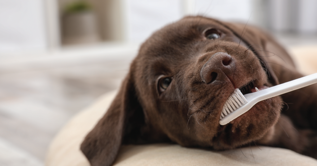 بهداشت دهان و دندان سگ